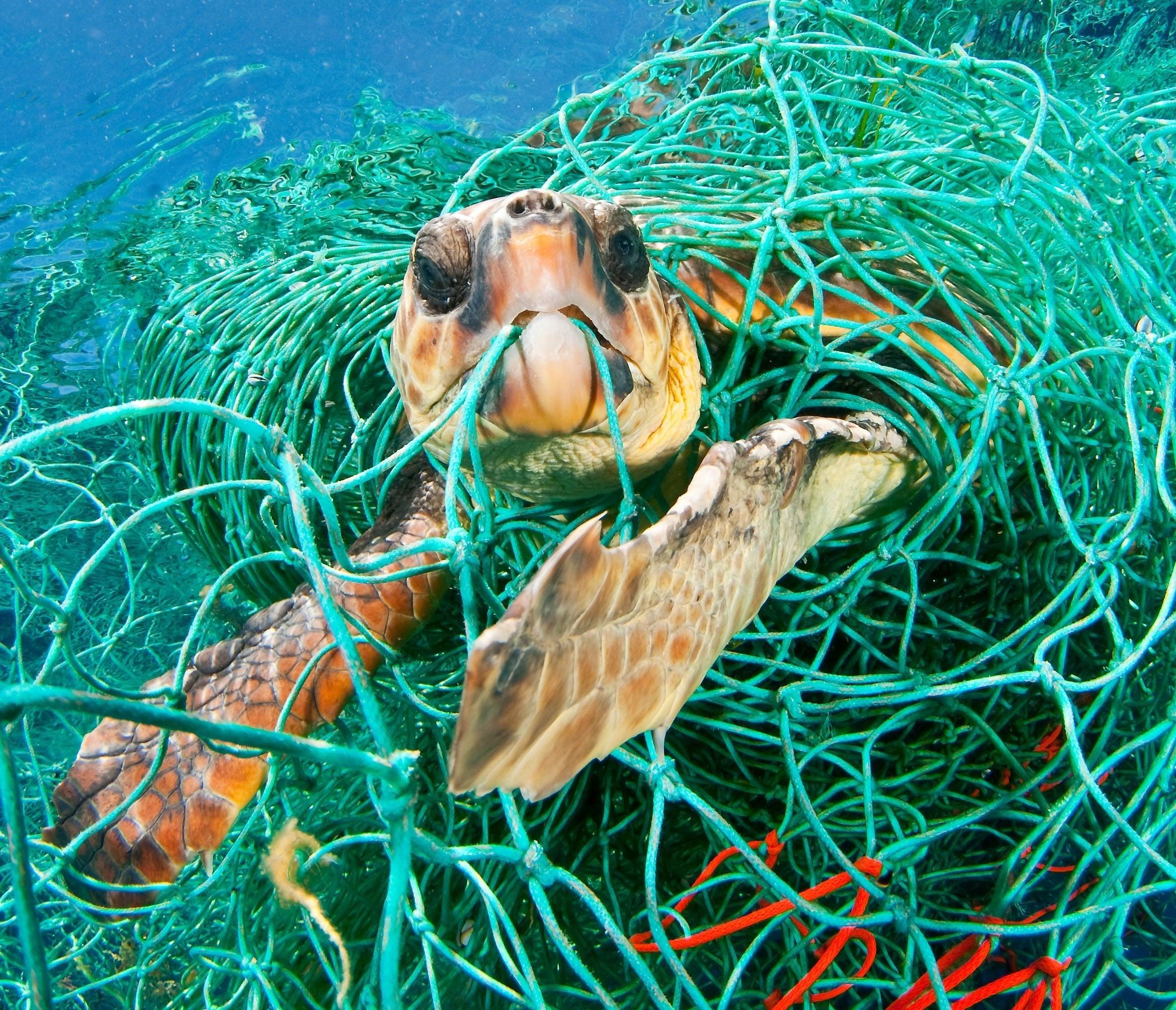 Olive Ridley Sea Turtles - BOARDSOX® Australia